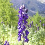 Aconitum napellus is a highly toxic plant.
