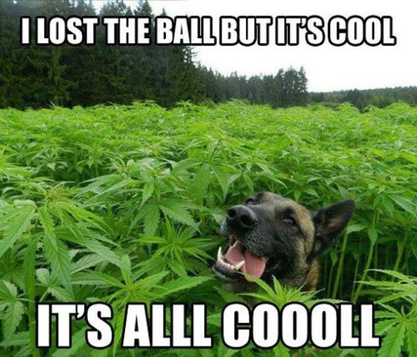My Pooch Is A Stoner