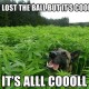 My Pooch Is A Stoner