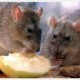 Poison-Resistant Super Rats – Sometimes the Headlines Write Themselves
