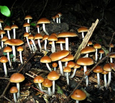 Poison Boy Says – Mushrooms Are Like Your Nose – If You Pick ‘Em, Don’t Eat ‘Em.