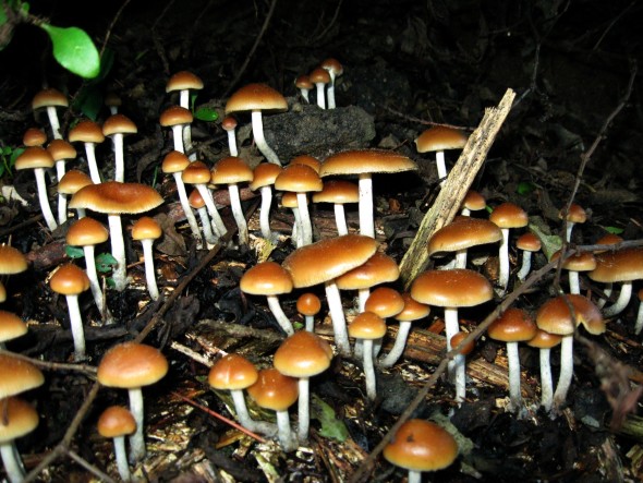 Poison Boy Says – Mushrooms Are Like Your Nose – If You Pick ‘Em, Don’t Eat ‘Em.