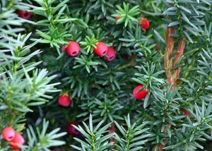 2012-MAY-Poison-Yew-Tree-300x214