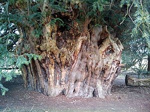 300px-Ankerwyke-yew