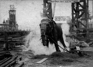 Topsy_elephant_death_electrocution_at_luna_park_1903