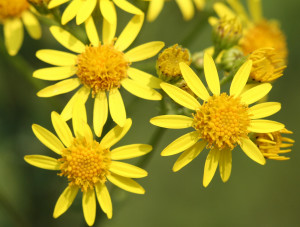 Senecio_jacobaea_20070603w