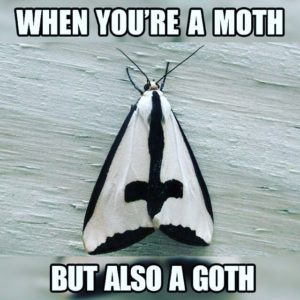 Goth Moth