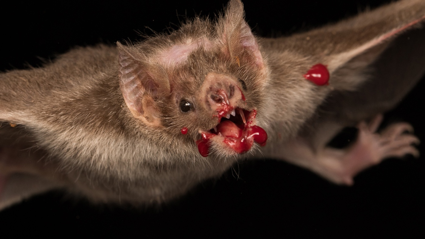 Мохноногий вампир летучая мышь